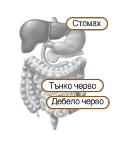 Защо лактобацилите са важни?