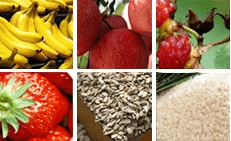 Допълнителни съставки: Atomy Biotics Plus