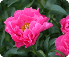 Paeonia lactiflora