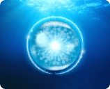 Морски колаген