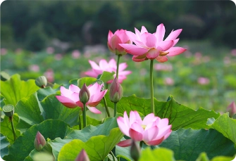 Свеж екстракт от лотос