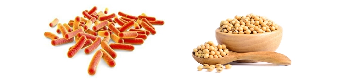 Екстракт от ферментирал боб Lactobacillus