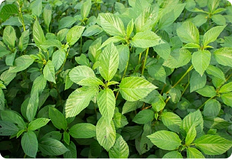 Екстракт от лист молухия